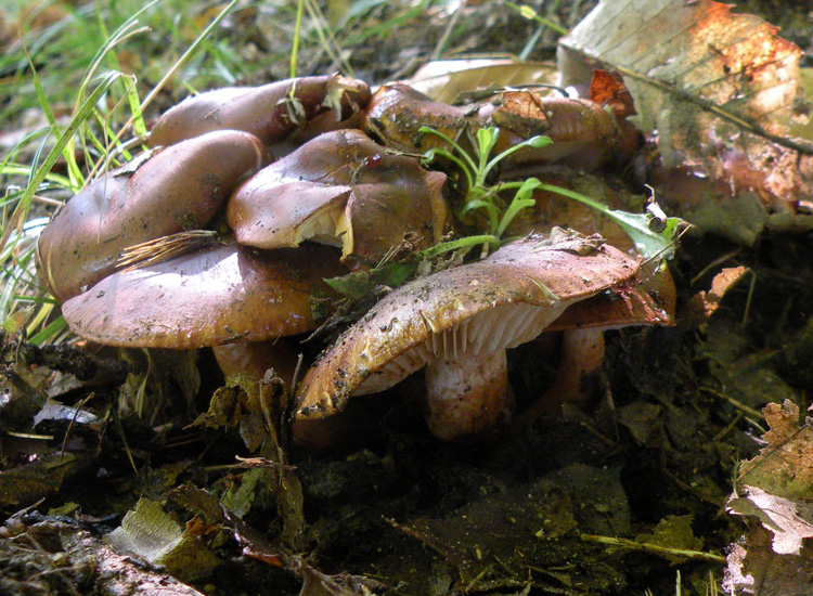 Tricholoma fracticum?